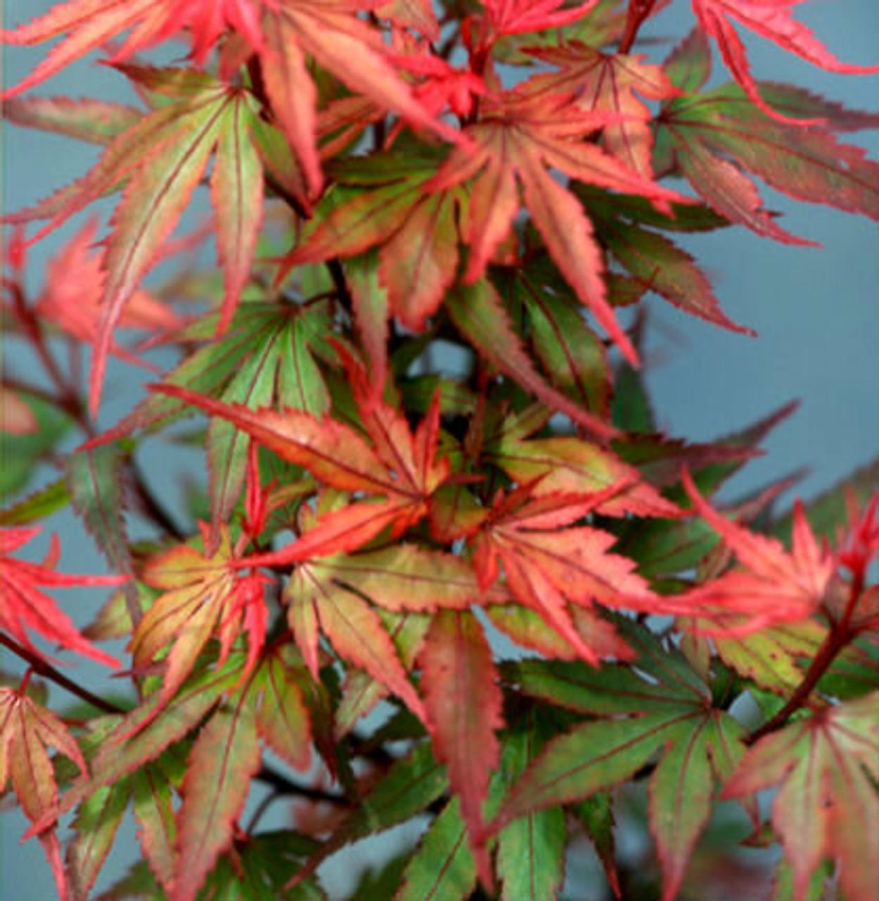 Acer Palmatum Kuro Hime - View 8 from www redcrocus com