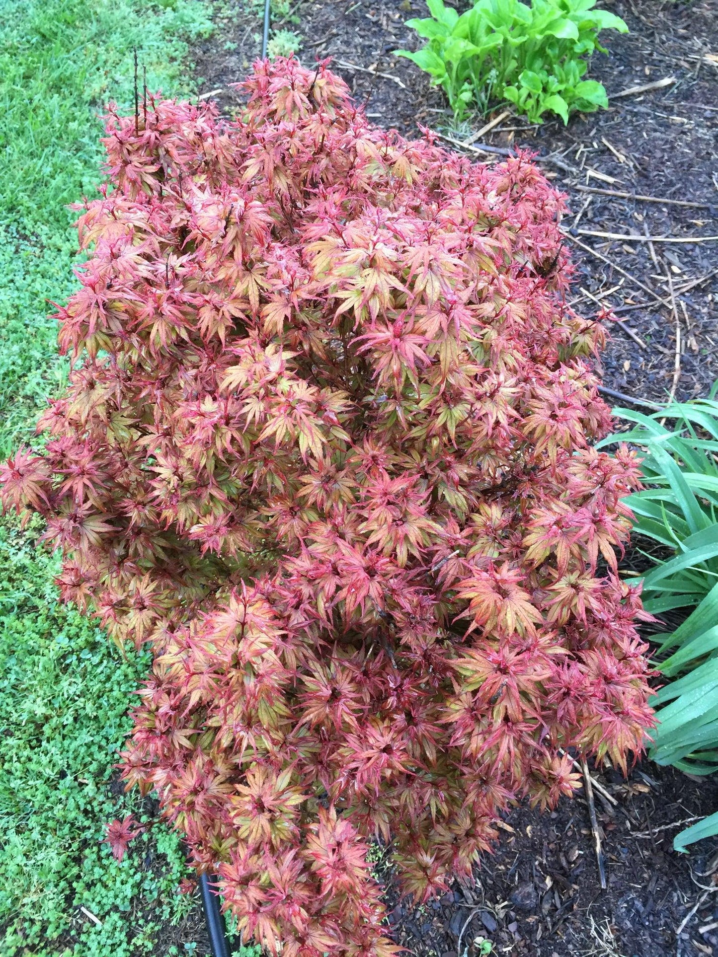 Acer Palmatum Kuro Hime - View 9 from www redcrocus com