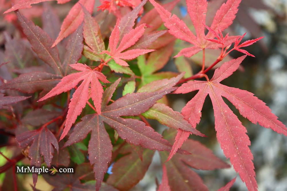 Acer Palmatum Englishtown - View 14 from www redcrocus com