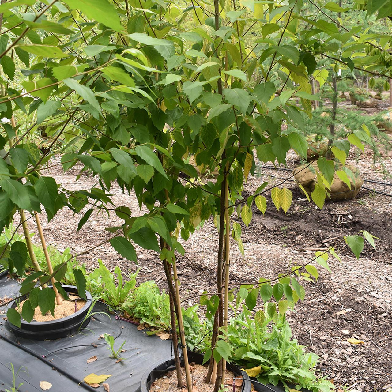 Betula Papyrifera Renaissance Oasis Multi Stem - View 10 from www redcrocus com
