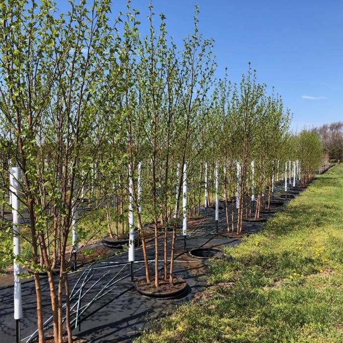Betula Papyrifera Renaissance Oasis Multi Stem - View 12 from www redcrocus com