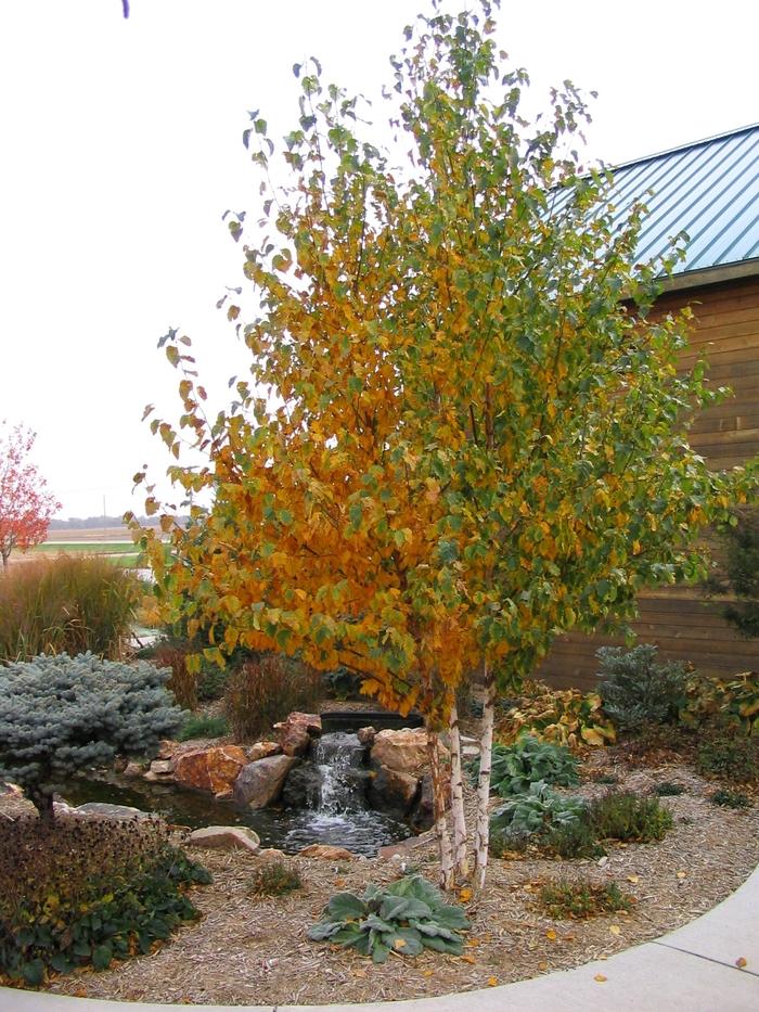 Betula Papyrifera Renaissance Oasis Multi Stem - View 15 from www redcrocus com