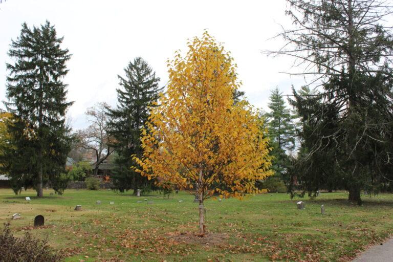 Betula Papyrifera Renaissance Oasis Multi Stem - View 16 from www redcrocus com