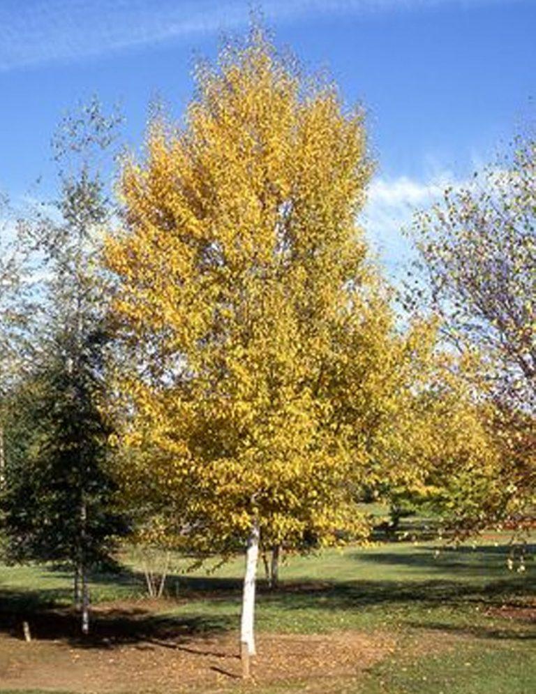 Betula Papyrifera Renaissance Oasis Multi Stem - View 17 from www redcrocus com