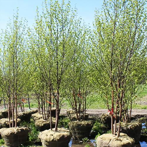 Betula Papyrifera Renaissance Oasis Multi Stem - View 2 from www redcrocus com