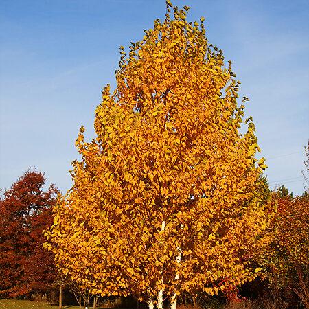 Betula Papyrifera Renaissance Oasis Multi Stem - View 4 from www redcrocus com