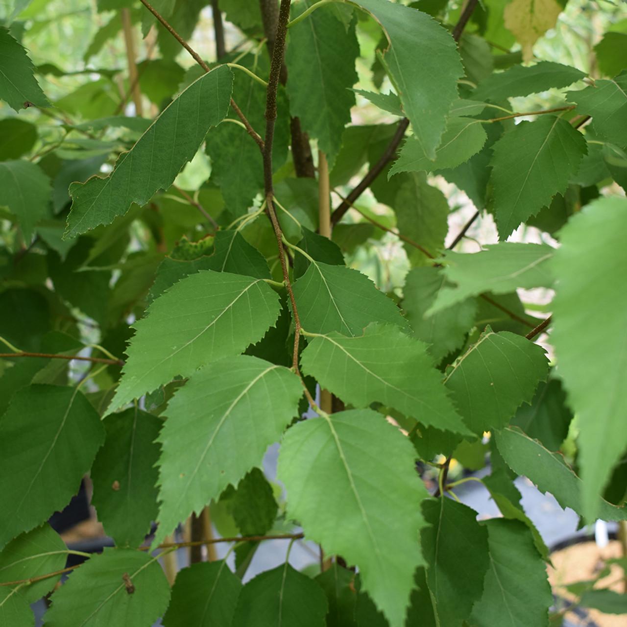 Betula Papyrifera Renaissance Oasis Multi Stem - View 5 from www redcrocus com
