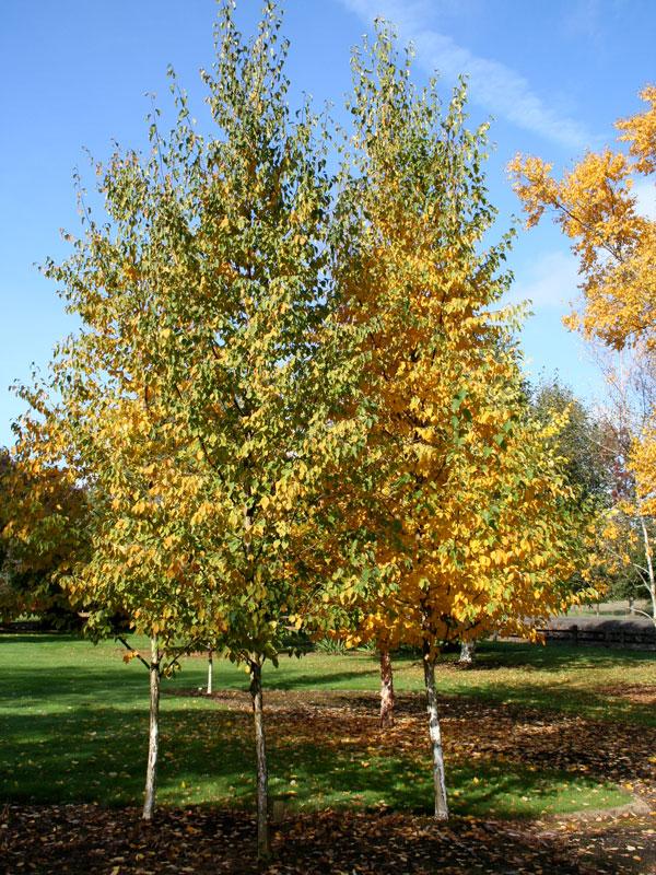 Betula Papyrifera Renaissance Oasis Multi Stem - View 7 from www redcrocus com