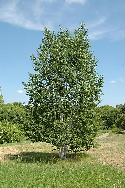 Betula Papyrifera Renaissance Oasis Multi Stem - View 8 from www redcrocus com