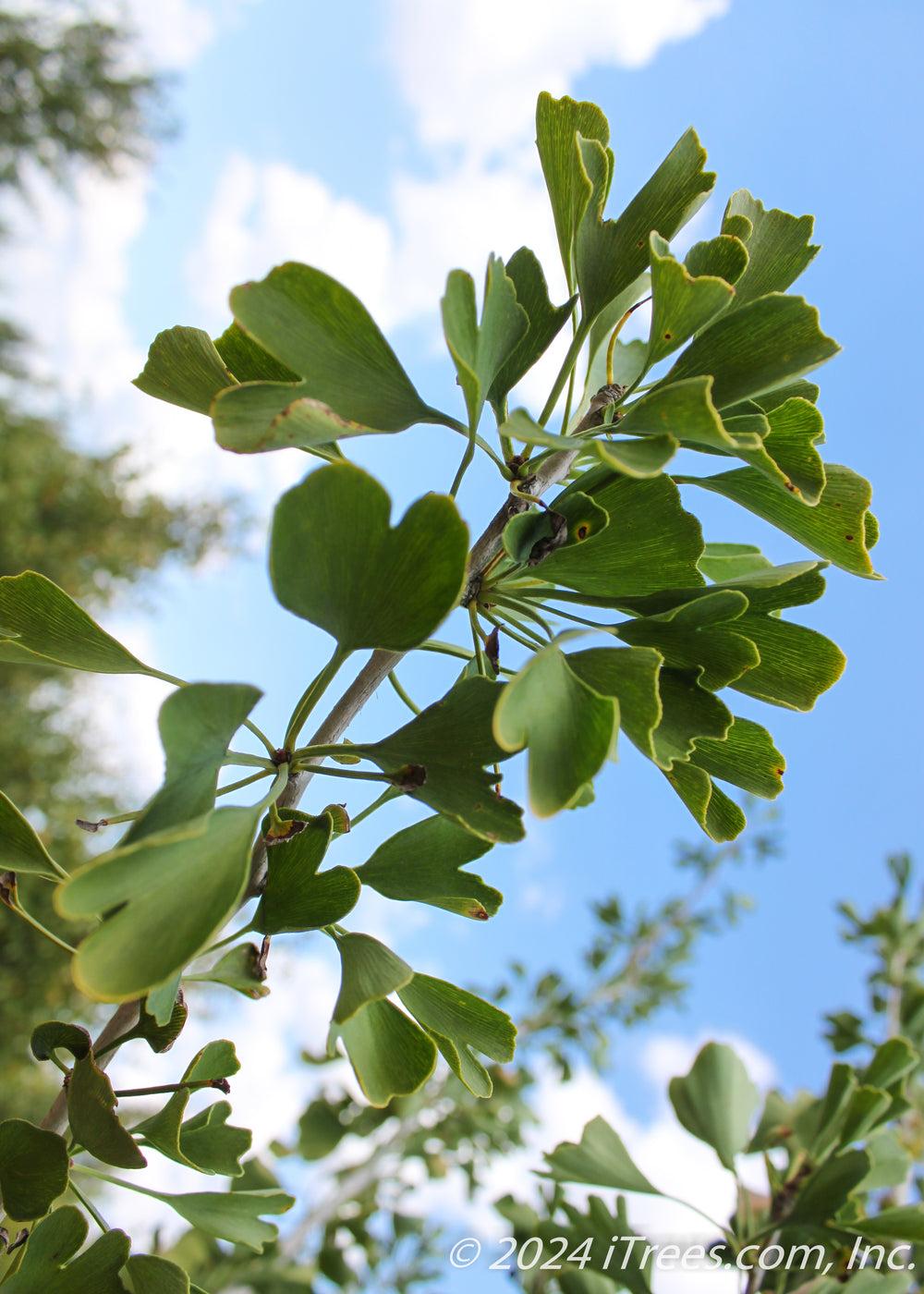 Ginkgo Biloba Windover Gold Single Stem - View 11 from www redcrocus com