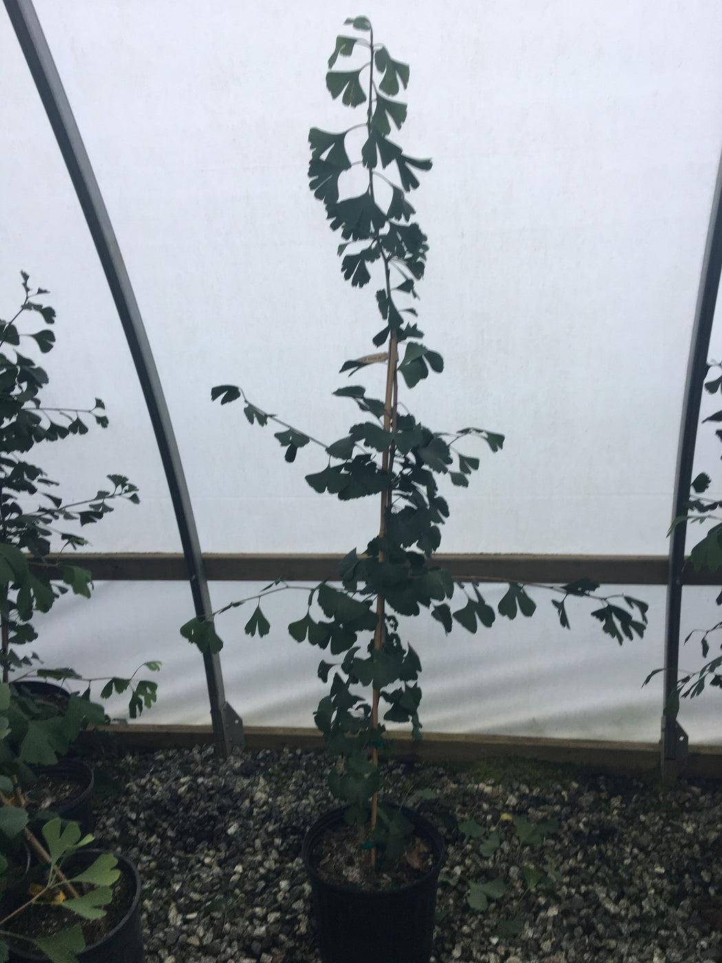 Ginkgo Biloba Windover Gold Single Stem - View 12 from www redcrocus com
