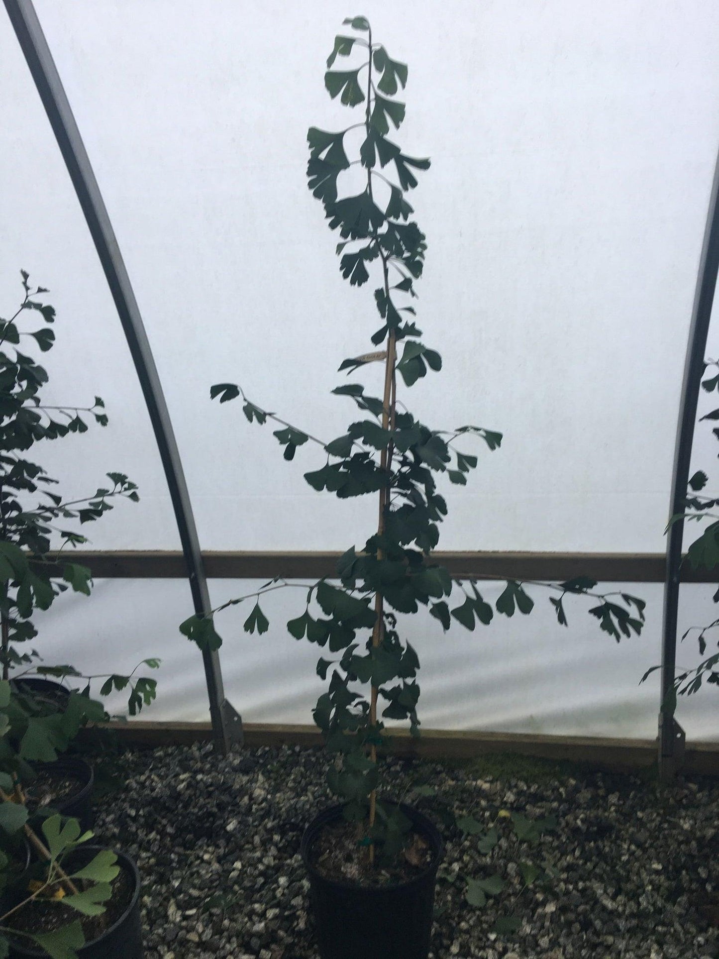 Ginkgo Biloba Windover Gold Single Stem - View 16 from www redcrocus com