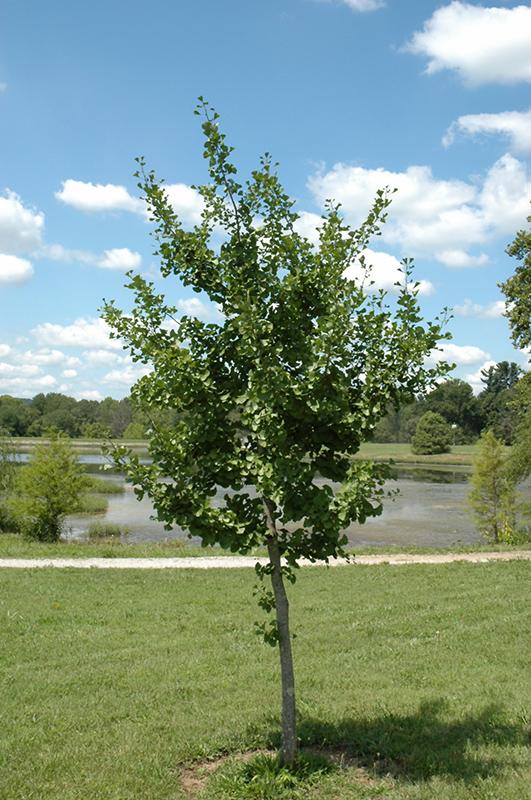 Ginkgo Biloba Windover Gold Single Stem - View 2 from www redcrocus com