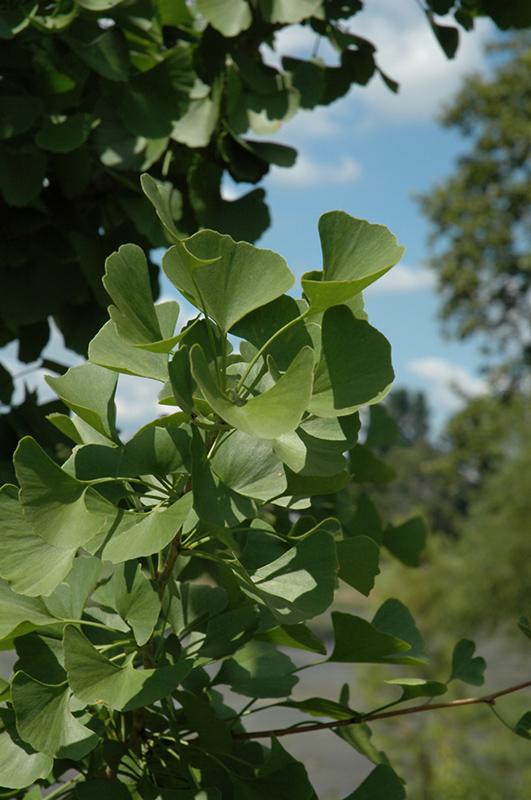 Ginkgo Biloba Windover Gold Single Stem - View 3 from www redcrocus com