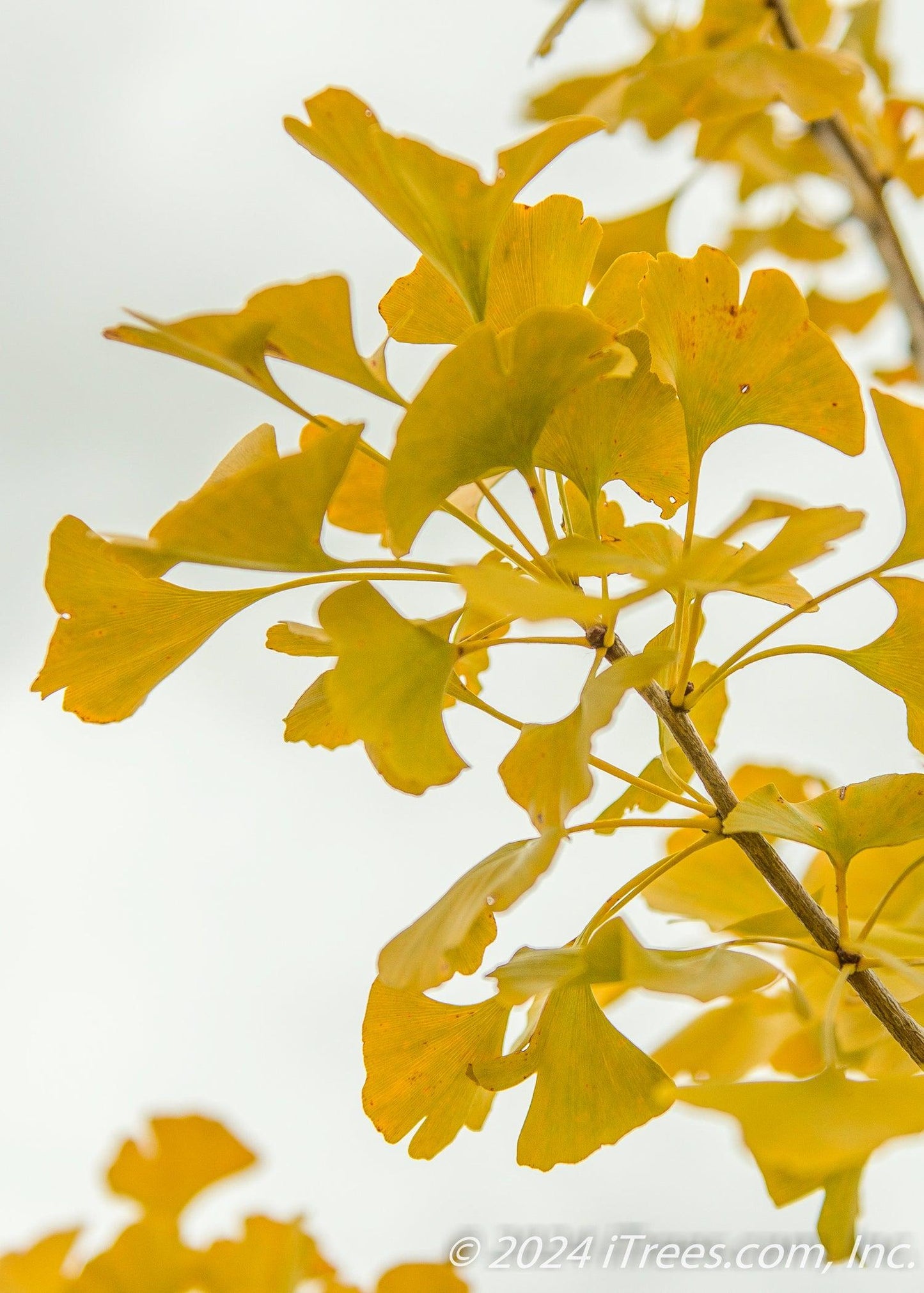 Ginkgo Biloba Windover Gold Single Stem - View 4 from www redcrocus com