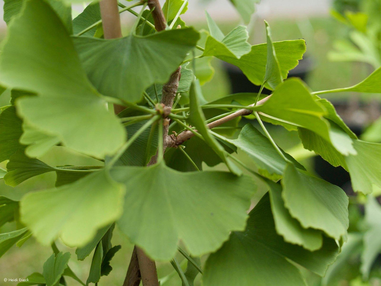 Ginkgo Biloba Windover Gold Single Stem - View 8 from www redcrocus com