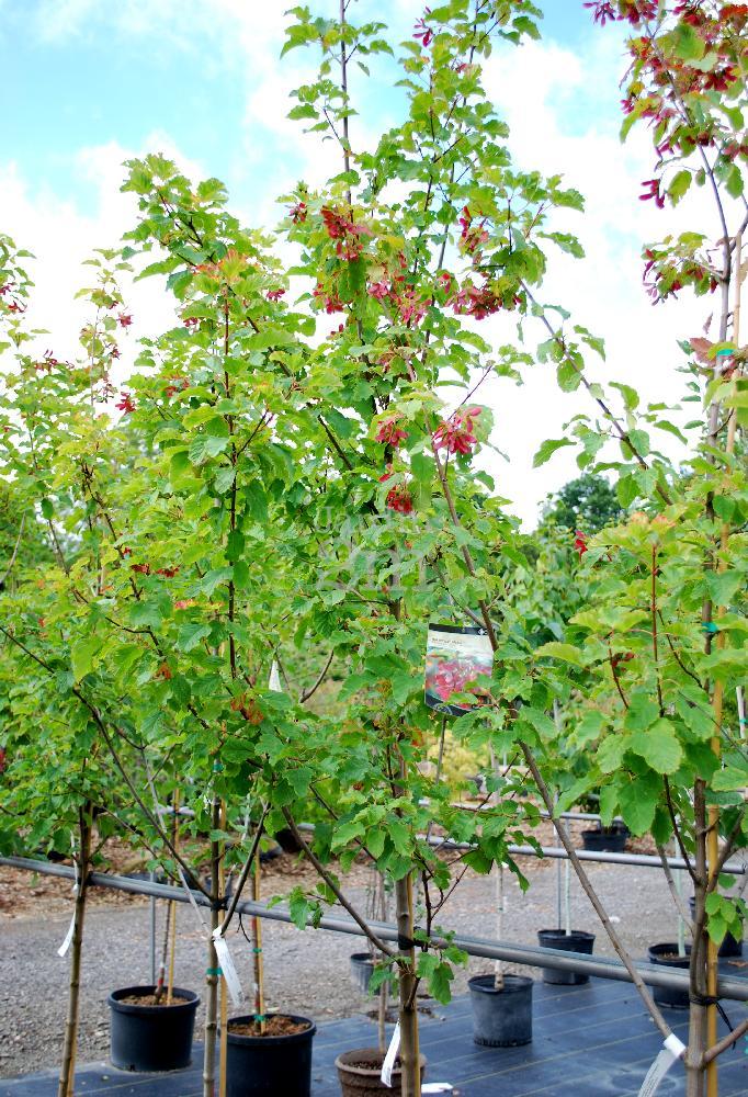 Acer Tatarian Hot Wings - View 11 from www redcrocus com