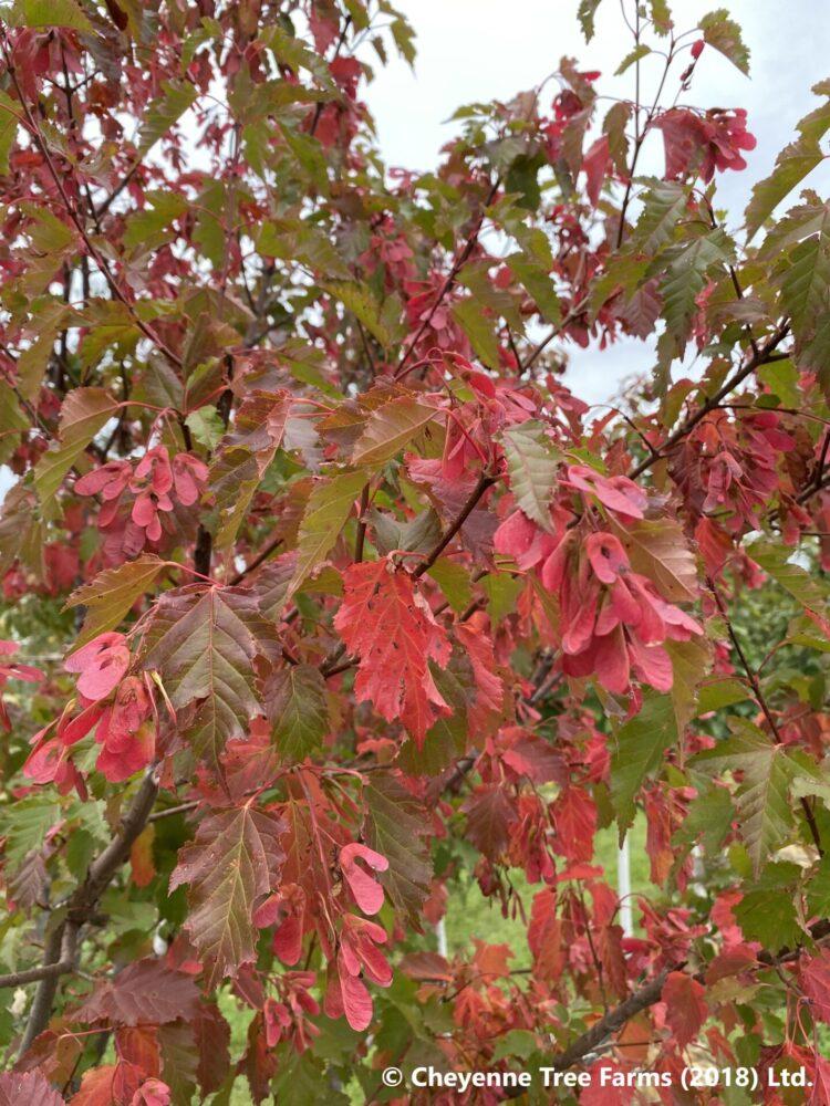 Acer Tatarian Hot Wings - View 14 from www redcrocus com