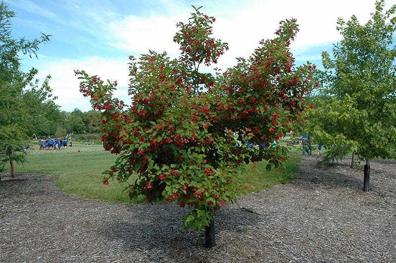 Acer Tatarian Hot Wings - View 16 from www redcrocus com