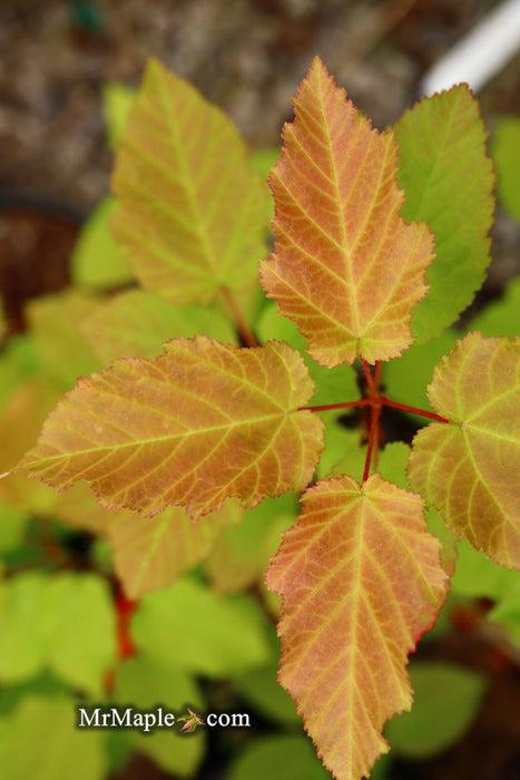 Acer Tatarian Hot Wings - View 17 from www redcrocus com