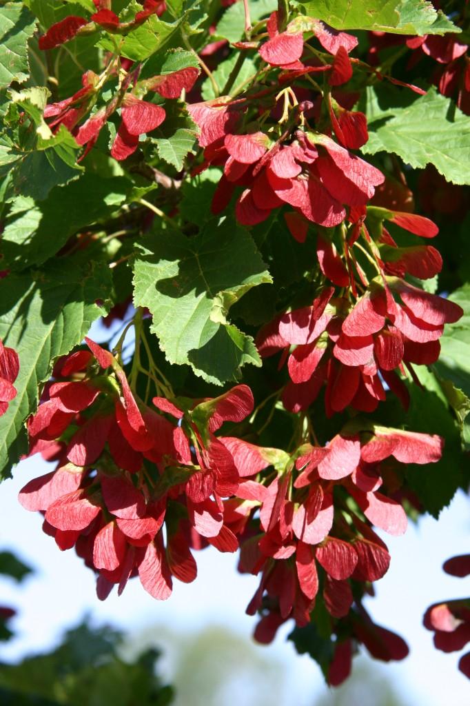 Acer Tatarian Hot Wings - View 2 from www redcrocus com