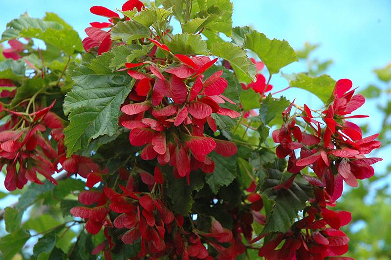 Acer Tatarian Hot Wings - View 5 from www redcrocus com