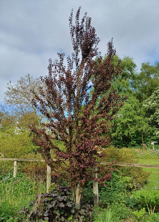 Cercidiphyllum Japonicum - View 10 from www redcrocus com