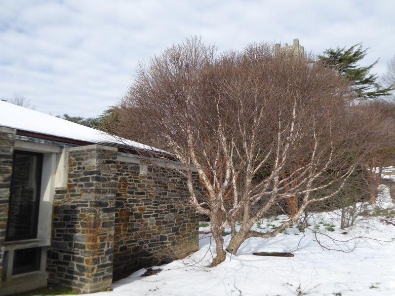 Betula Nigra 'fox Valley' Multi Stem - View 16 from www redcrocus com