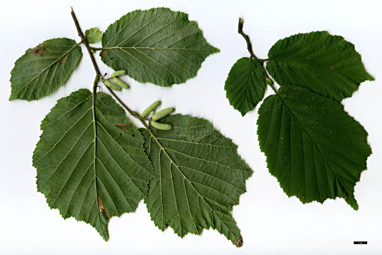 Corylus Avellana The Beast - View 16 from www redcrocus com