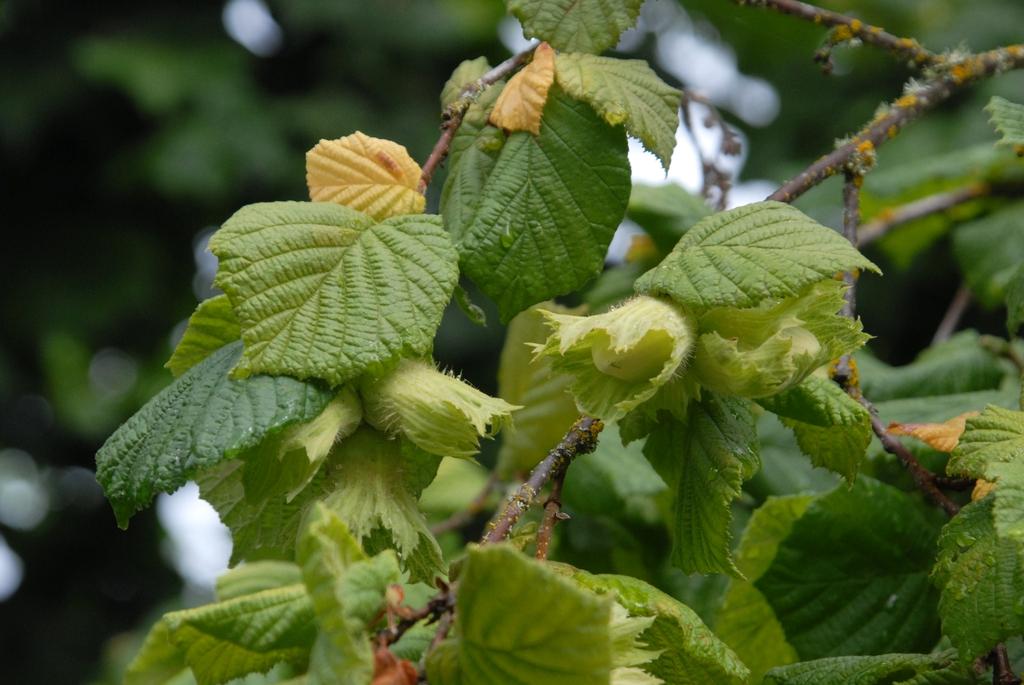 Corylus Avellana The Beast - View 5 from www redcrocus com