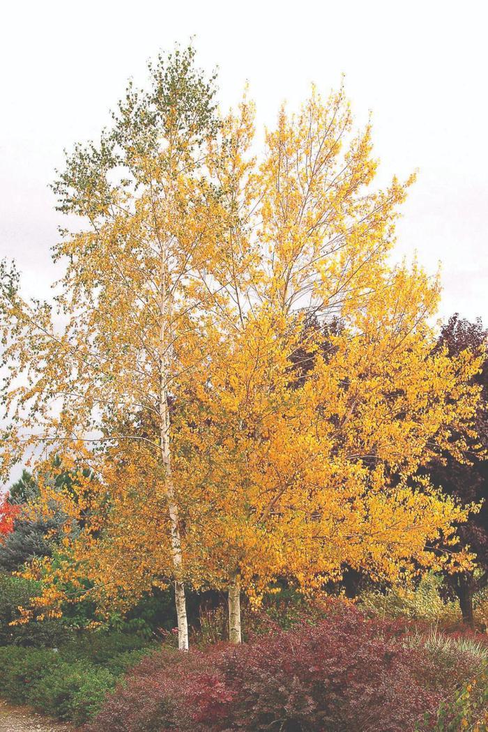 Betula Populifolia Whitespire Multi Stem - View 3 from www redcrocus com