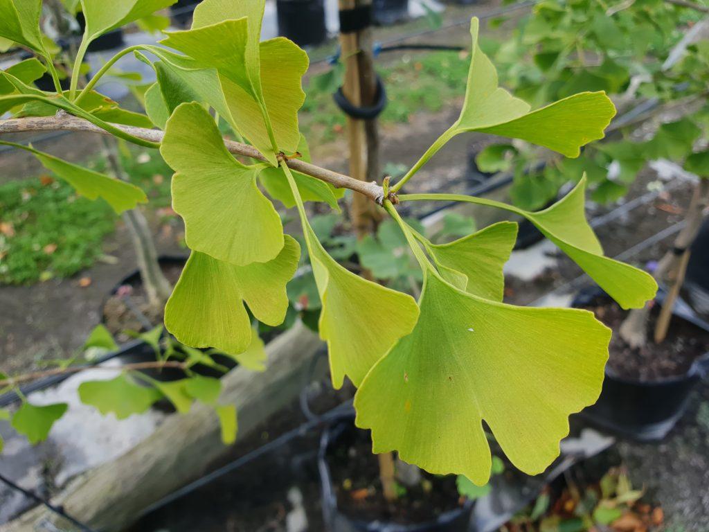 Ginkgo Biloba Autumn Gold Single Stem - View 13 from www redcrocus com