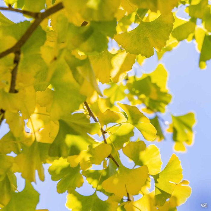 Ginkgo Biloba Autumn Gold Single Stem - View 9 from www redcrocus com