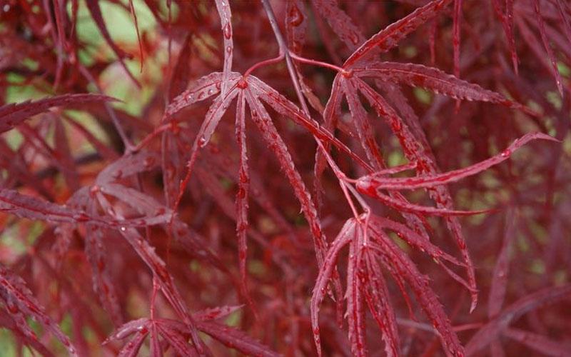 Acer Palmatum Hubb S Red Willow - View 10 from www redcrocus com