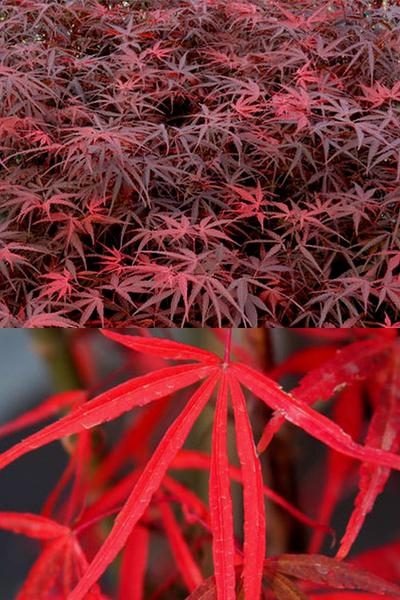 Acer Palmatum Hubb S Red Willow - View 11 from www redcrocus com