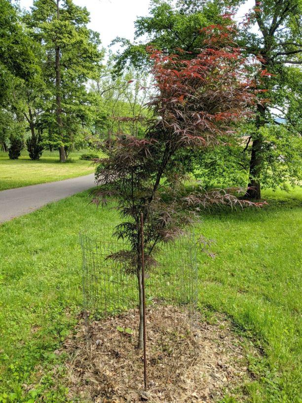 Acer Palmatum Hubb S Red Willow - View 12 from www redcrocus com