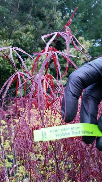 Acer Palmatum Hubb S Red Willow - View 13 from www redcrocus com