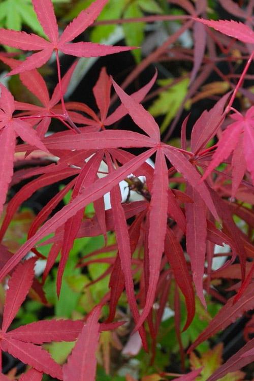 Acer Palmatum Hubb S Red Willow - View 14 from www redcrocus com