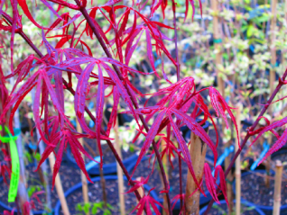 Acer Palmatum Hubb S Red Willow - View 15 from www redcrocus com
