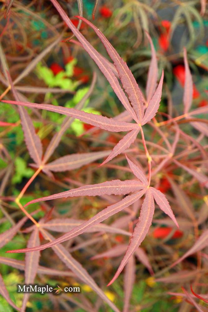Acer Palmatum Hubb S Red Willow - View 15 from www redcrocus com