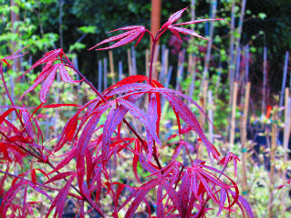 Acer Palmatum Hubb S Red Willow - View 16 from www redcrocus com