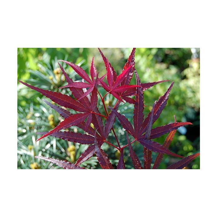 Acer Palmatum Hubb S Red Willow - View 16 from www redcrocus com