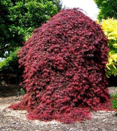 Acer Palmatum Hubb S Red Willow - View 17 from www redcrocus com