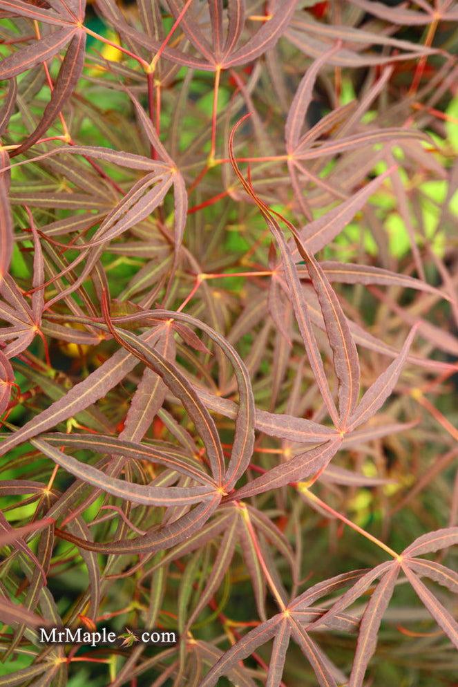 Acer Palmatum Hubb S Red Willow - View 18 from www redcrocus com
