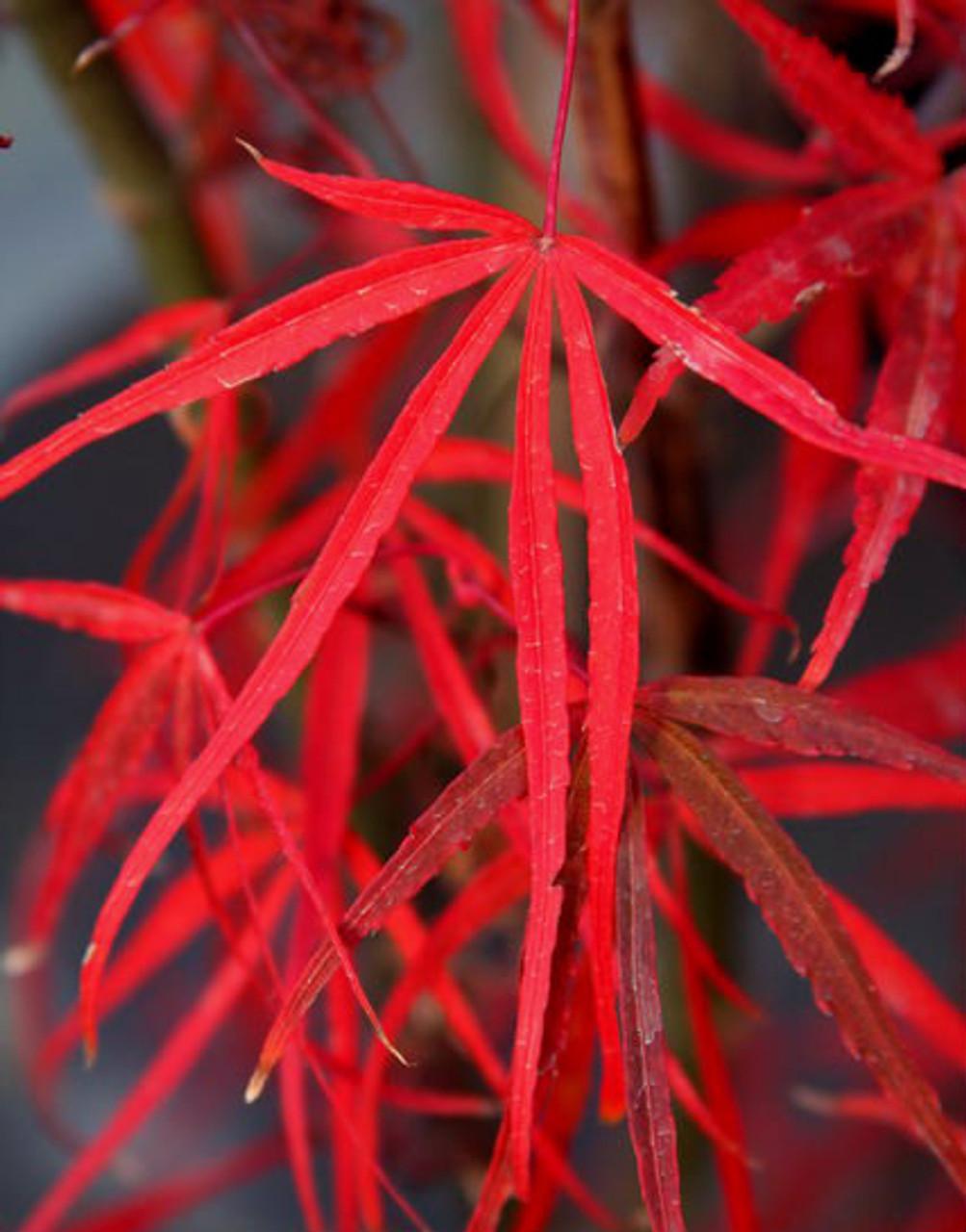 Acer Palmatum Hubb S Red Willow - View 3 from www redcrocus com