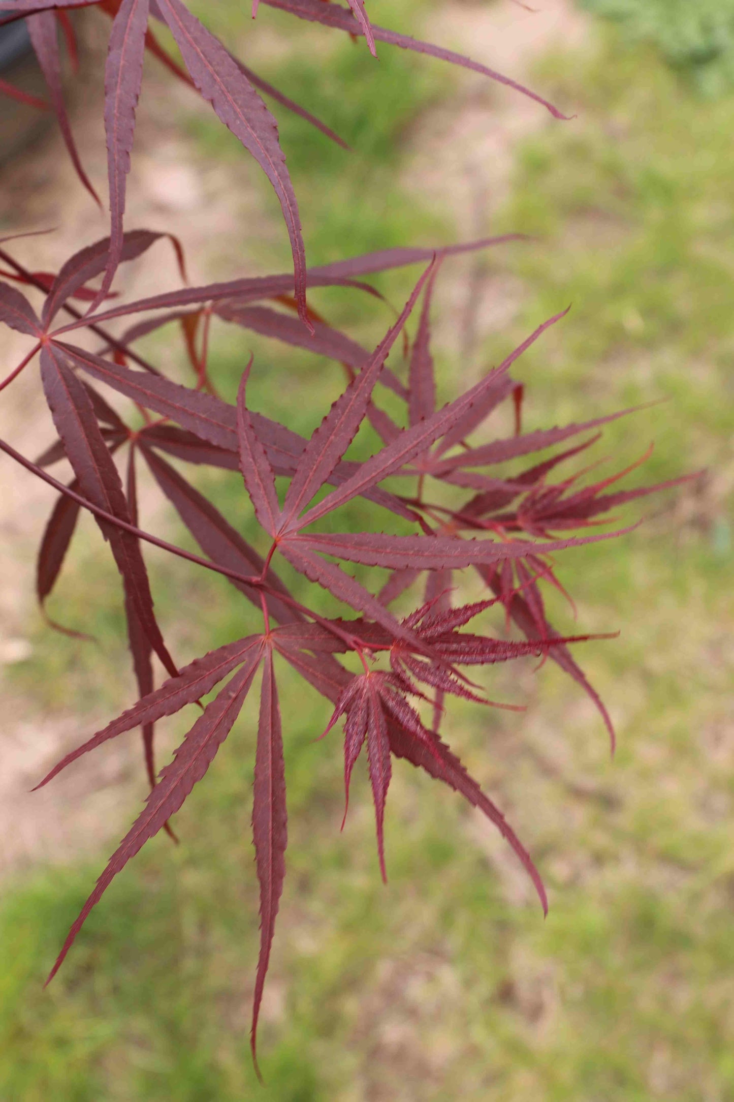 Acer Palmatum Hubb S Red Willow - View 4 from www redcrocus com