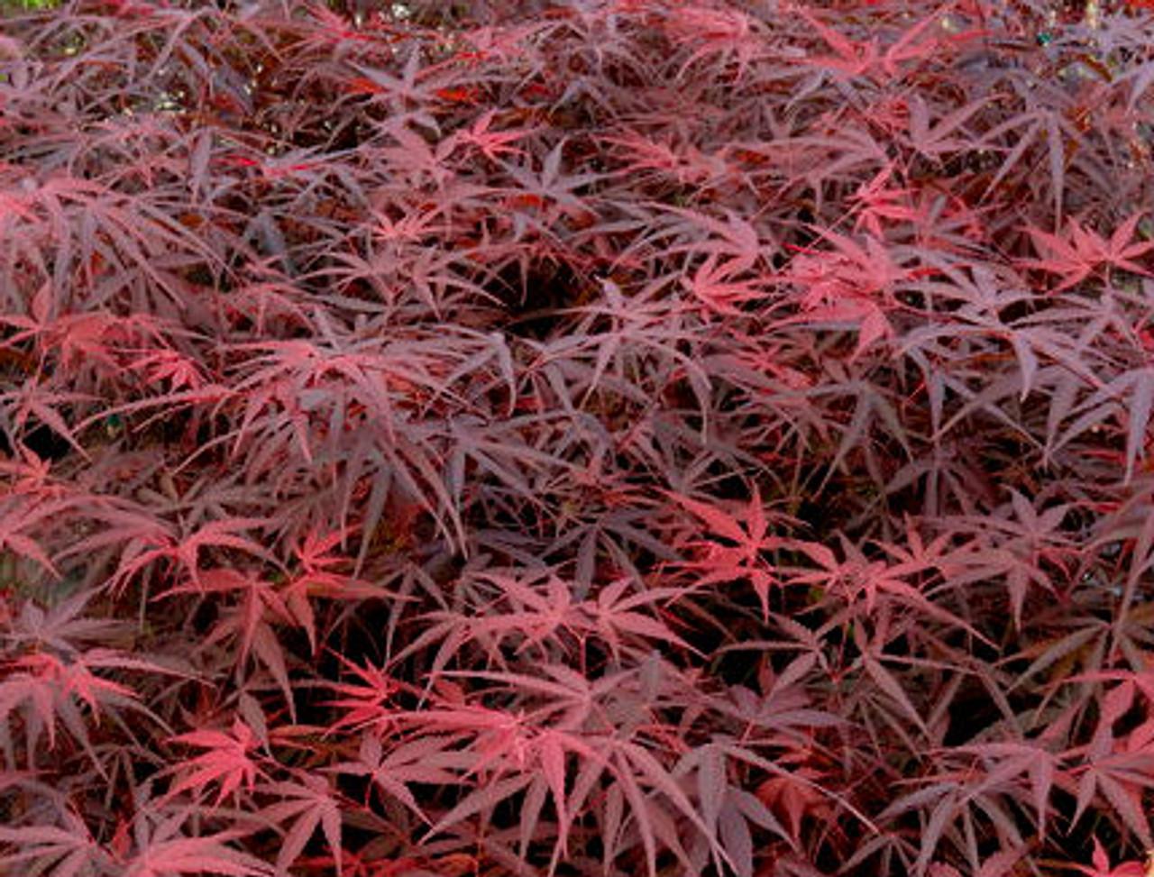 Acer Palmatum Hubb S Red Willow - View 5 from www redcrocus com