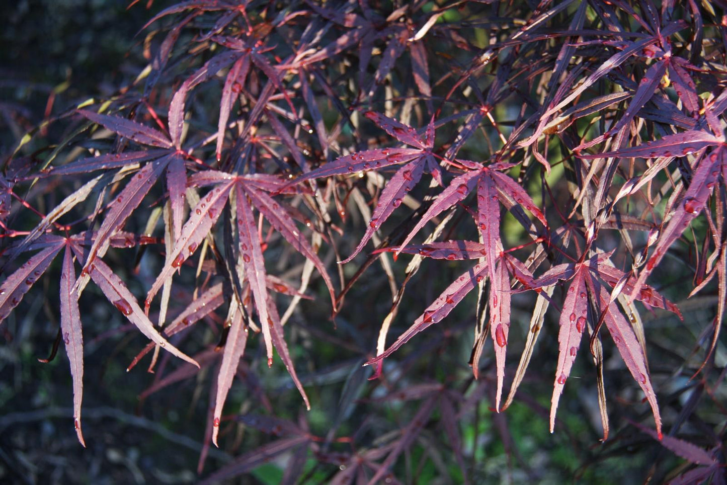 Acer Palmatum Hubb S Red Willow - View 6 from www redcrocus com