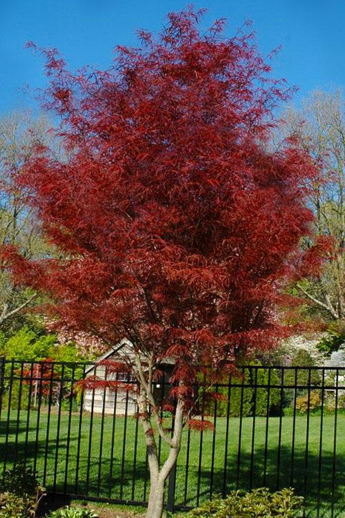 Acer Palmatum Hubb S Red Willow - View 8 from www redcrocus com