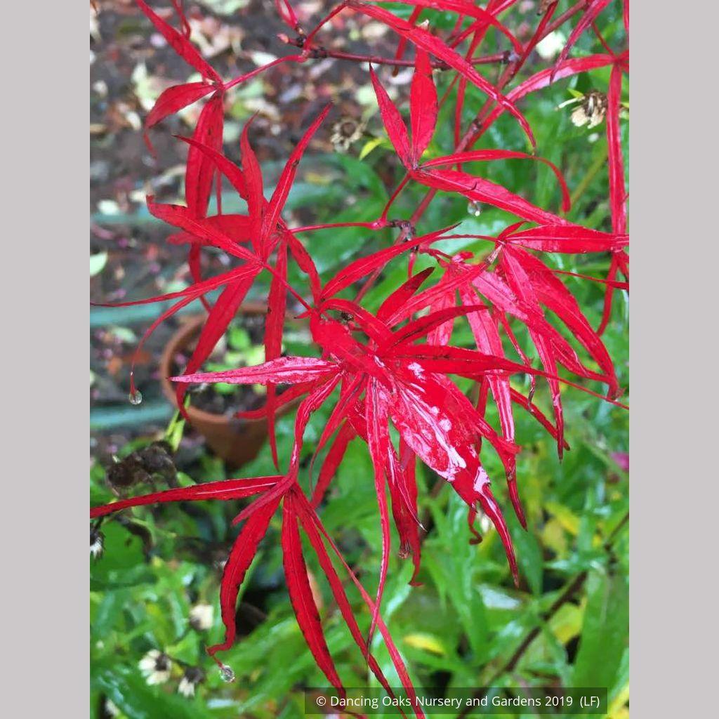 Acer Palmatum Hubb S Red Willow - View 9 from www redcrocus com